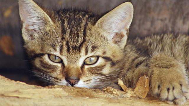 Veterinární poradna: Ovlivní mrouskající kočka ostatní kočky v domácnosti?