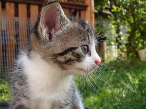 Veterinární poradna: Kočka jen na víkend
