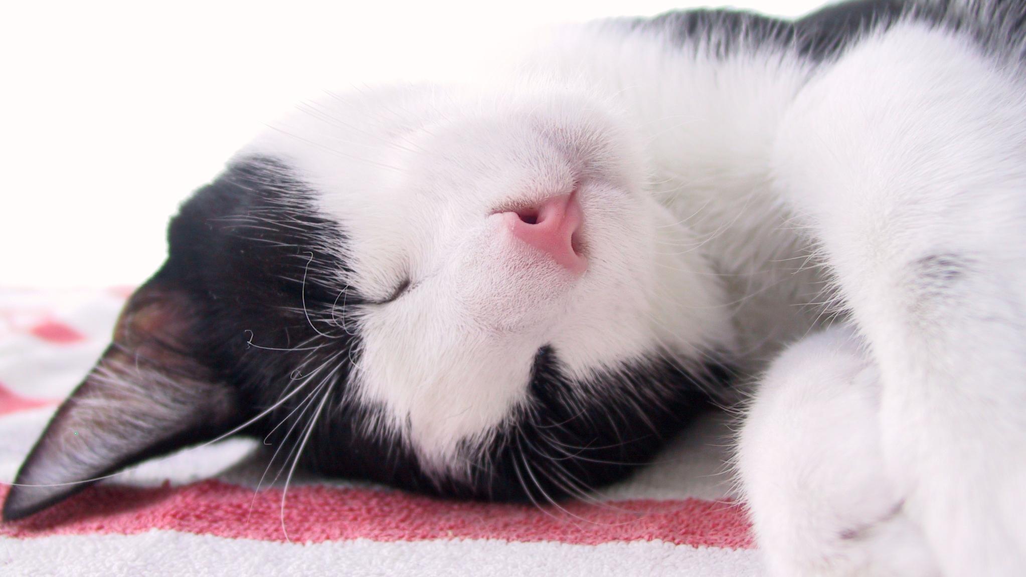 Veterinární poradna: záchvat u kočky