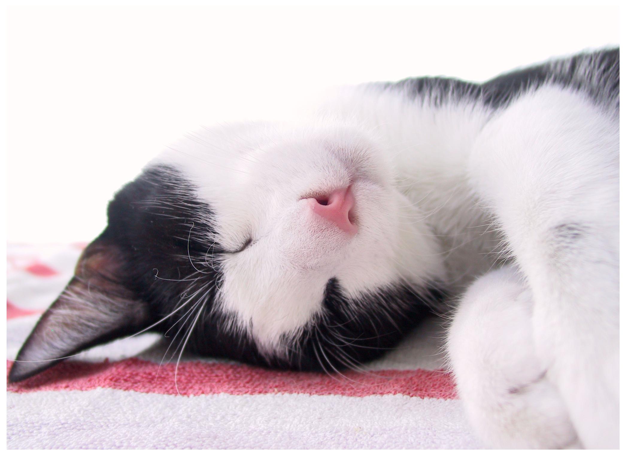 Veterinární poradna: záchvat u kočky