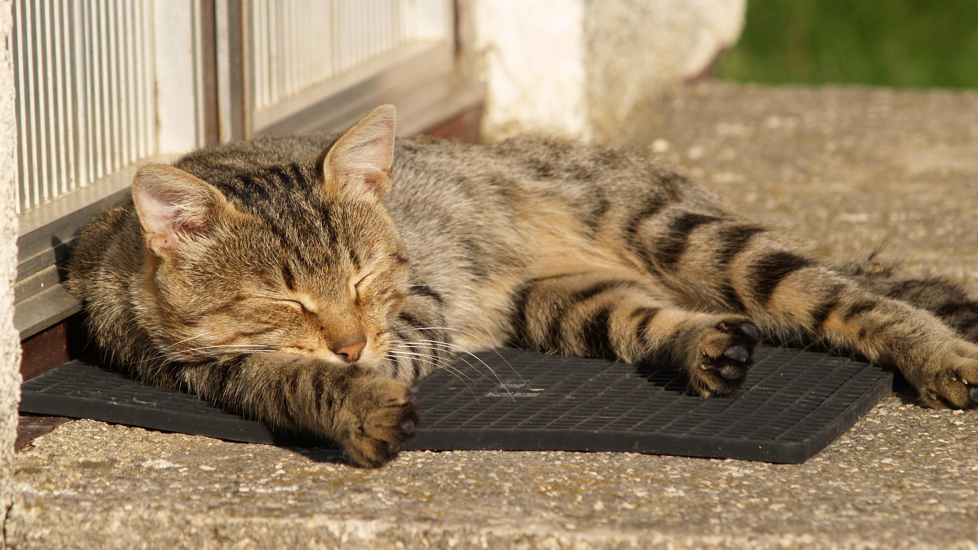 Veterinární poradna: Je problém, když zdravá kočka ujídá granule kočce na dietě?