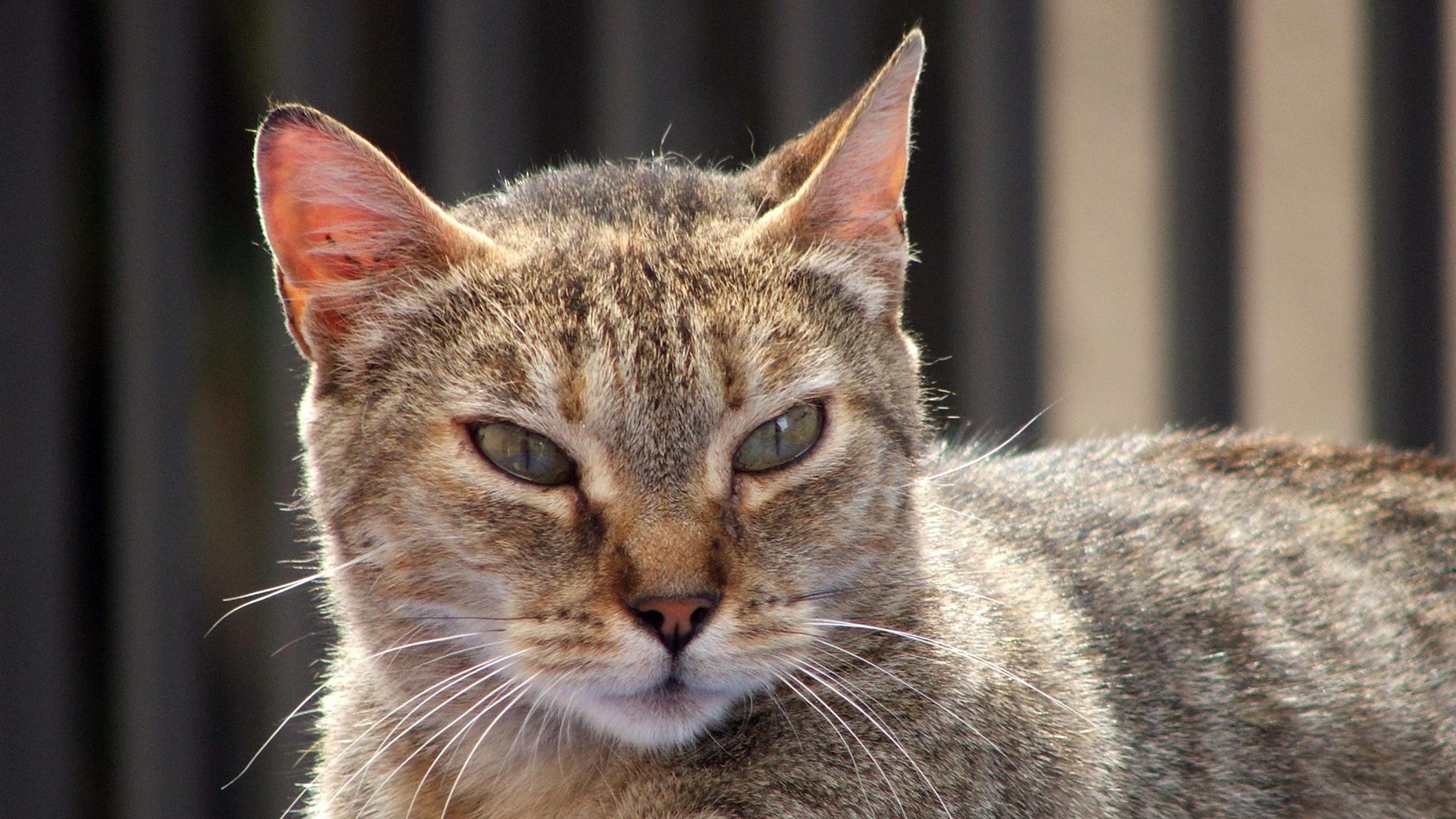 Veterinární poradna: Kočka po nehodě nedokáže močit
