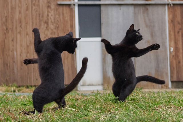 Fotočlánek: Tančí vaše kočky?