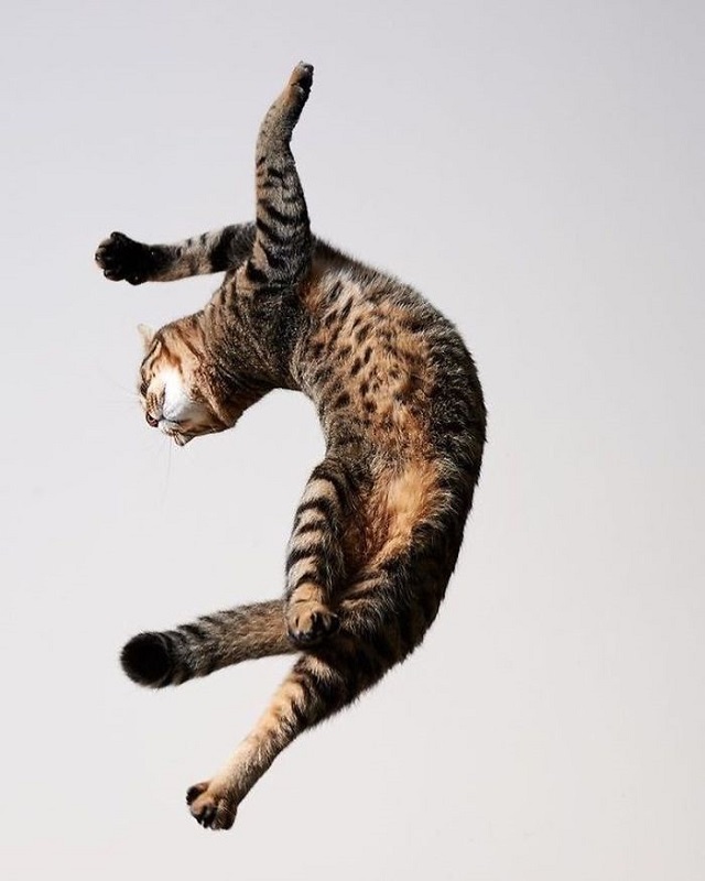 Fotočlánek: Tančí vaše kočky?