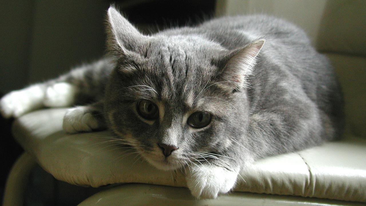 Veterinární poradna: Roční kočka nemá řezáky
