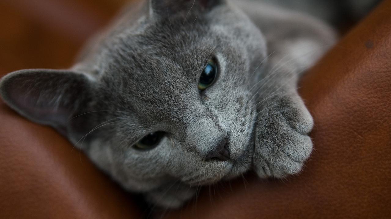 Veterinární poradna: Britská kočka má zplstnatělou srst.