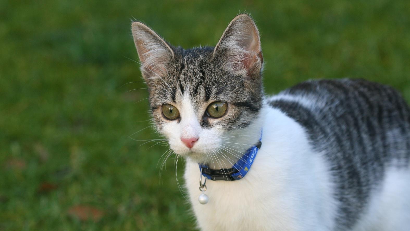 Veterinární poradna: Může kočce uškodit otrávený hlodavec?
