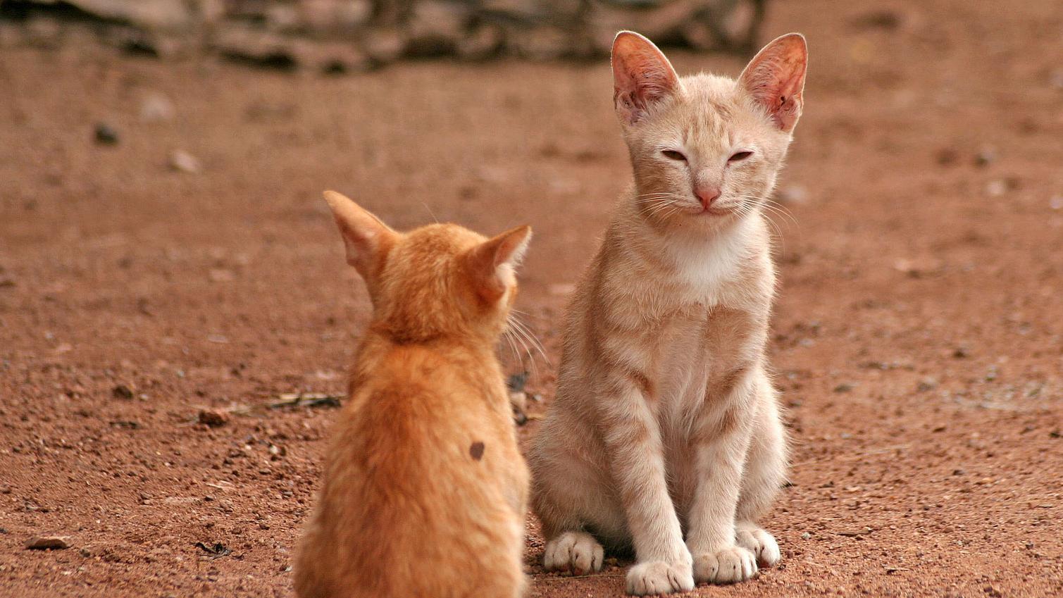 Veterinární poradna: Upřesněný dotaz - vadilo by kočce, kdyby sežrala hlodavce, který požil jed?