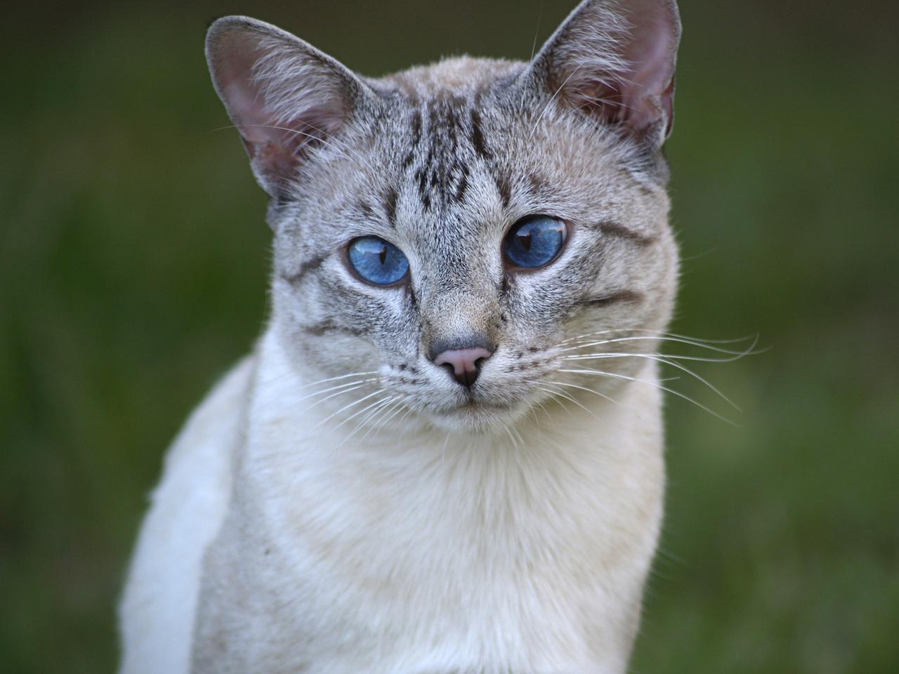 Veterinární poradna: Jaké může mít kočka následky po vyléčené panleukopenii?