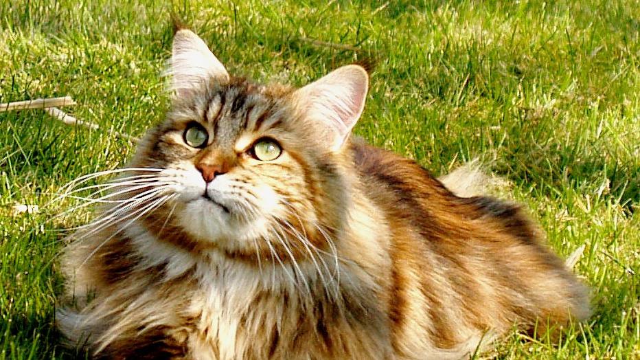 Veterinární poradna: Kdy je vhodné začít přitápět venkovním kočkám?