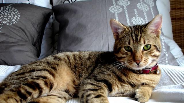 Veterinární poradna: Časté močení u kočky