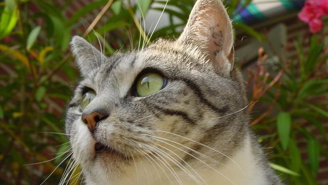 Veterinární poradna: Chronická rýma u kočky