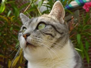 Veterinární poradna: Chronická rýma u kočky