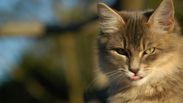 Veterinární poradna: Kočka po jídle zvrací