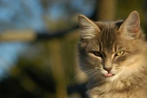 Veterinární poradna: Kočka po jídle zvrací