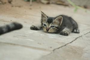 Veterinární poradna: Průjem u koťat - dá se léčit tritrichomoniáza?