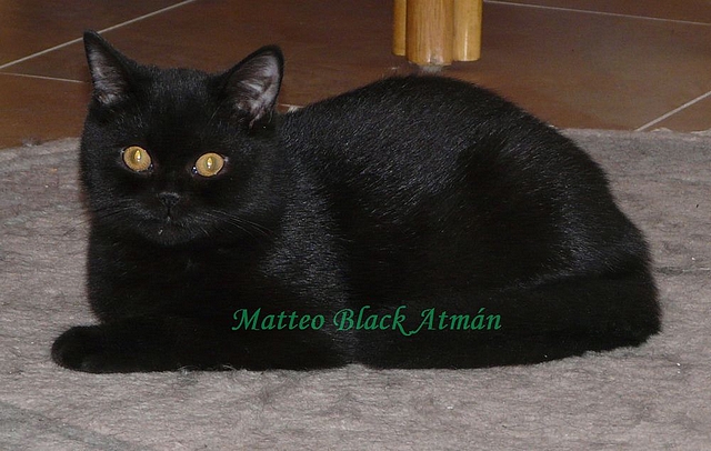 Plemeno britská krátkosrstá černá kočka