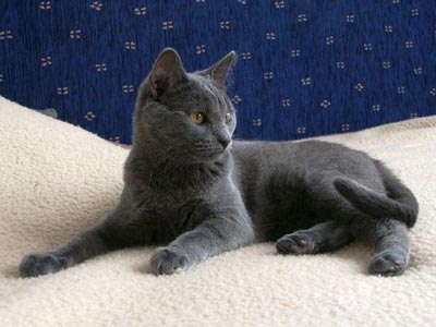 Kartouzská kočka